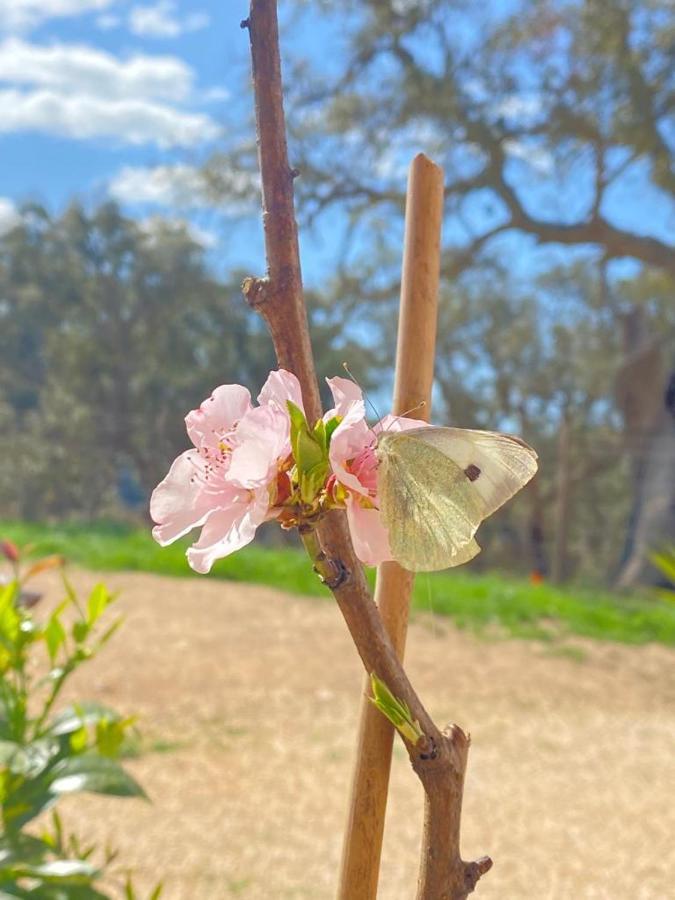 Herdade Da Maceira Βίλα Sao Luis Εξωτερικό φωτογραφία